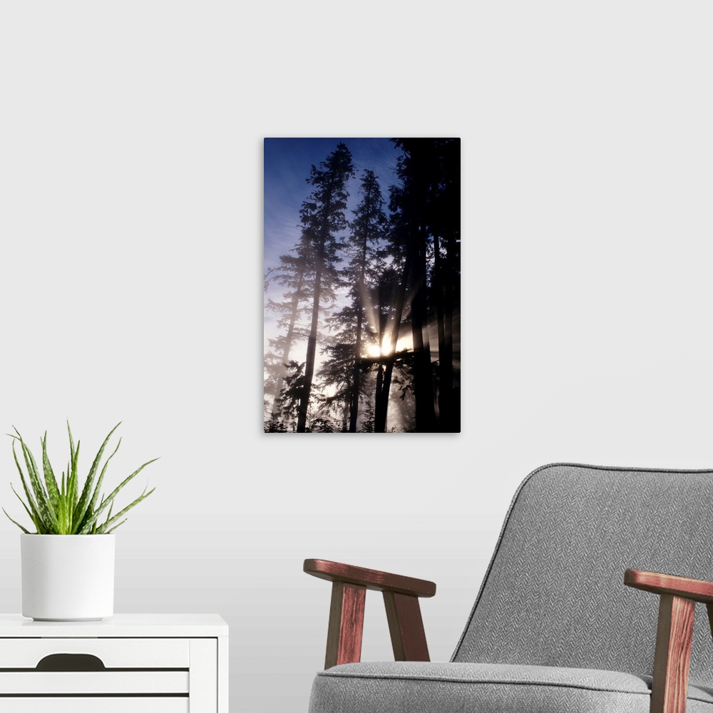 A modern room featuring Oregon, Cape Perpetua, Siuslaw National Forest, Sunlight Filtering Through Fir Trees