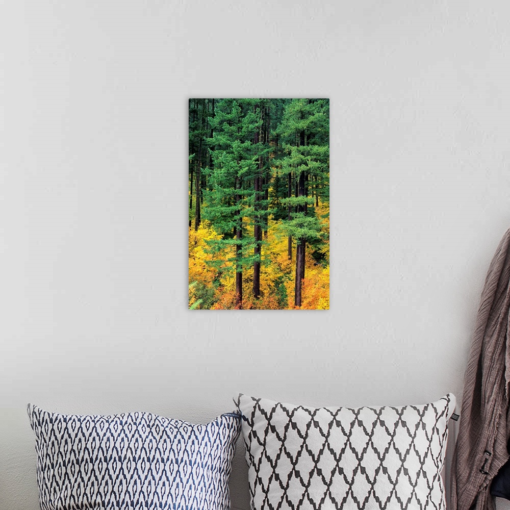 A bohemian room featuring Oregon, Cascade Mountain Range, Pine Trees And Fall Colors