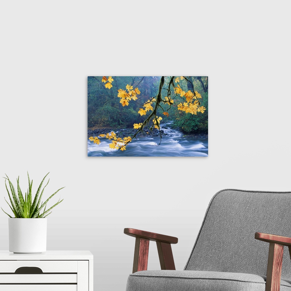 A modern room featuring Oregon, Cascade Mountain Range, Yellow Autumn Leaves With Stream