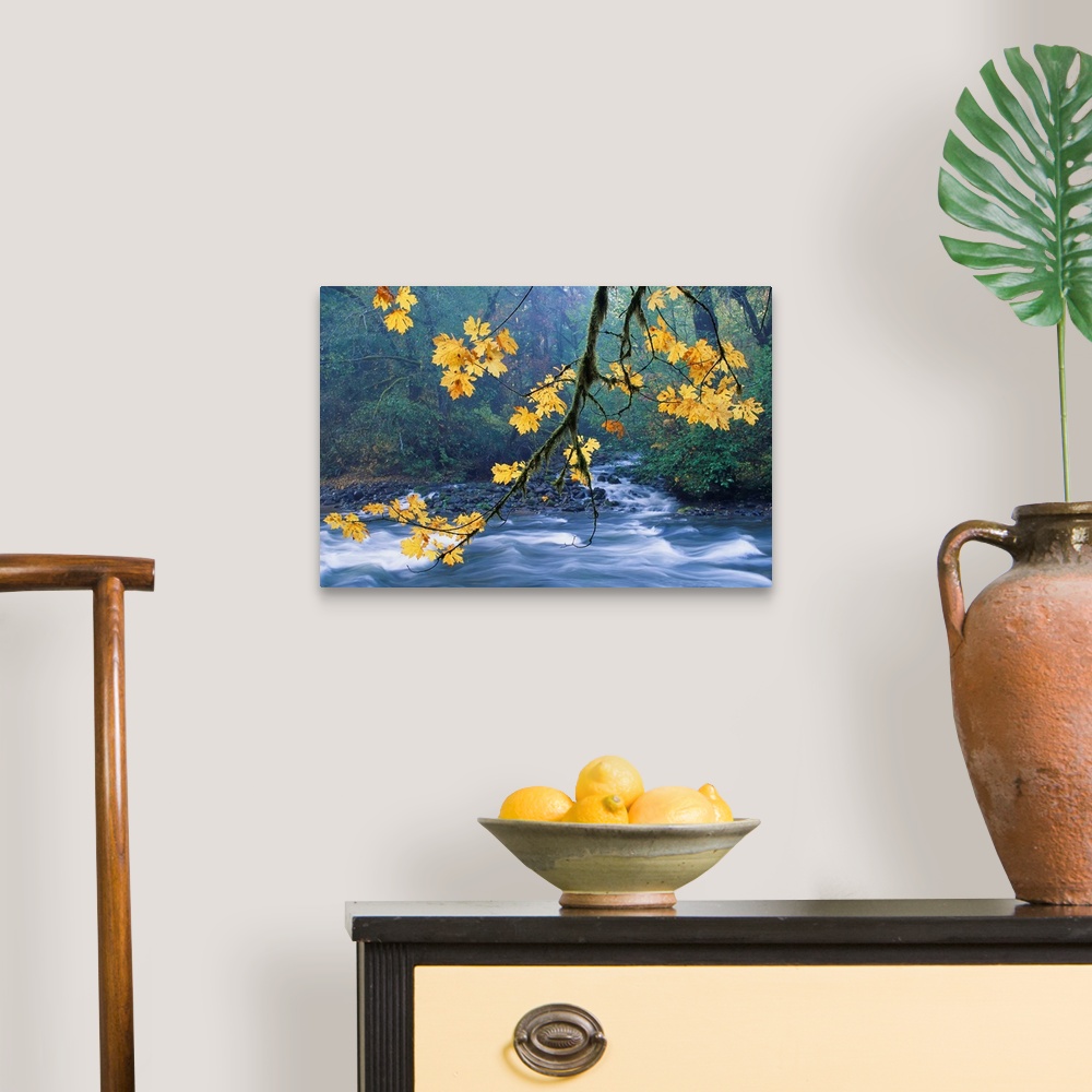 A traditional room featuring Oregon, Cascade Mountain Range, Yellow Autumn Leaves With Stream