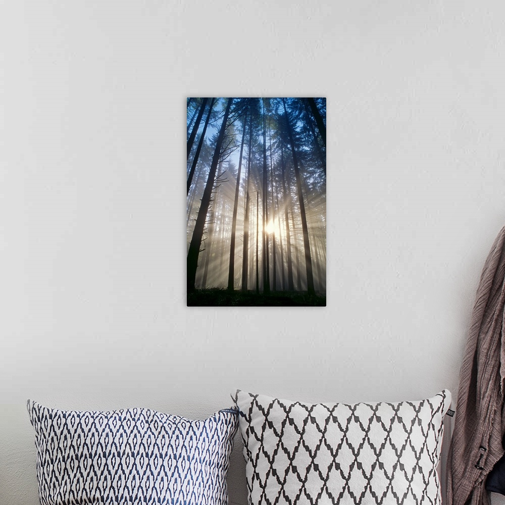A bohemian room featuring Oregon, Eugene, Spencer Butte Park, Sunburst Through Trees In Forest