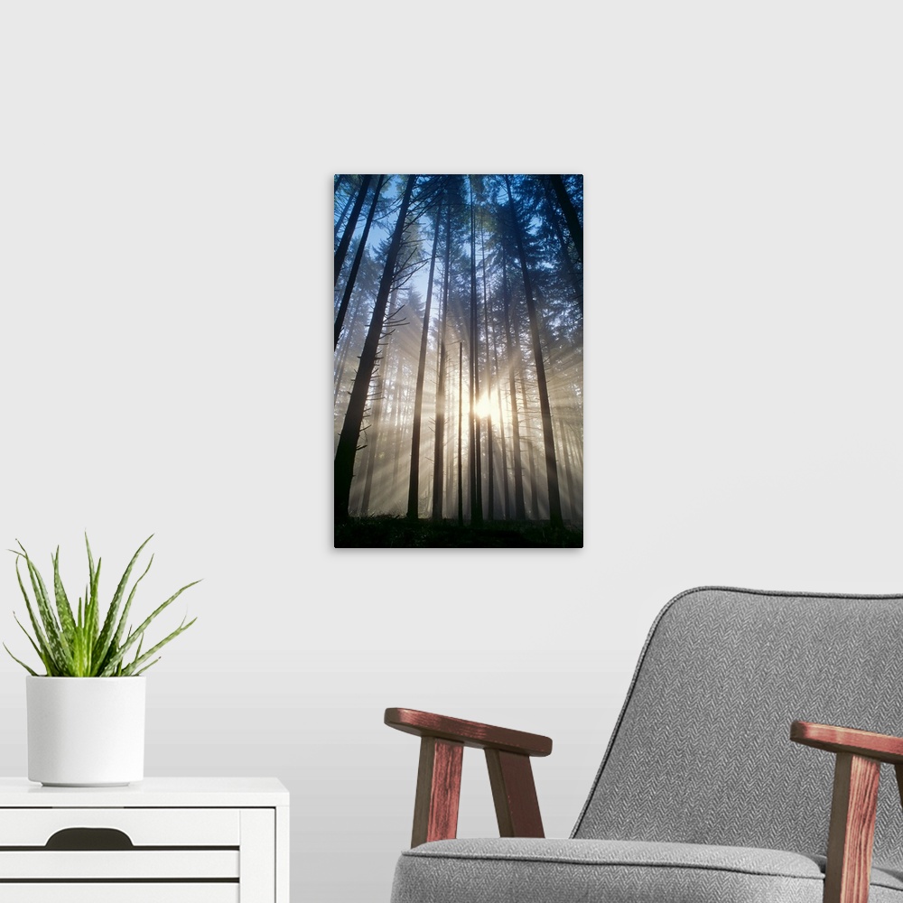 A modern room featuring Oregon, Eugene, Spencer Butte Park, Sunburst Through Trees In Forest