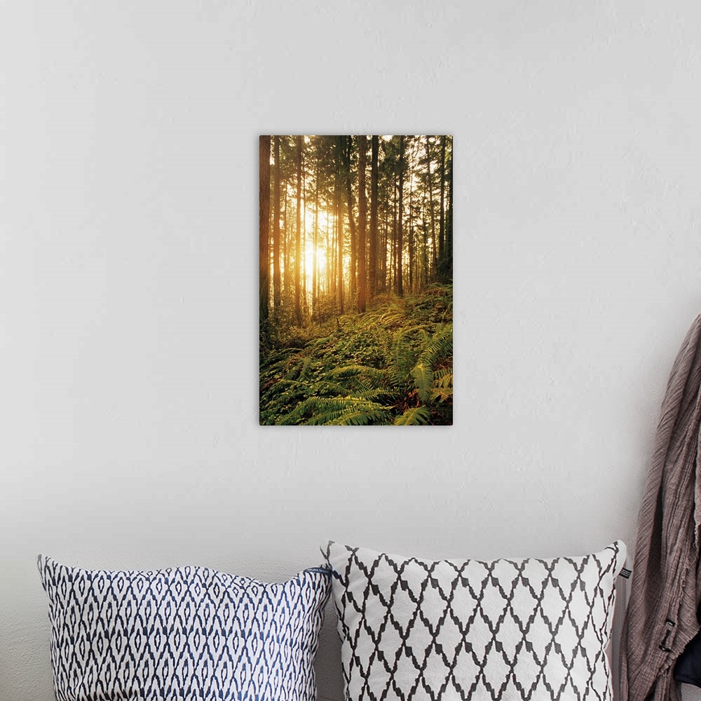 A bohemian room featuring Oregon, Portland, Wildwood Trail, Sunlight Shining Through Fir Trees, Ferns, And Ivy