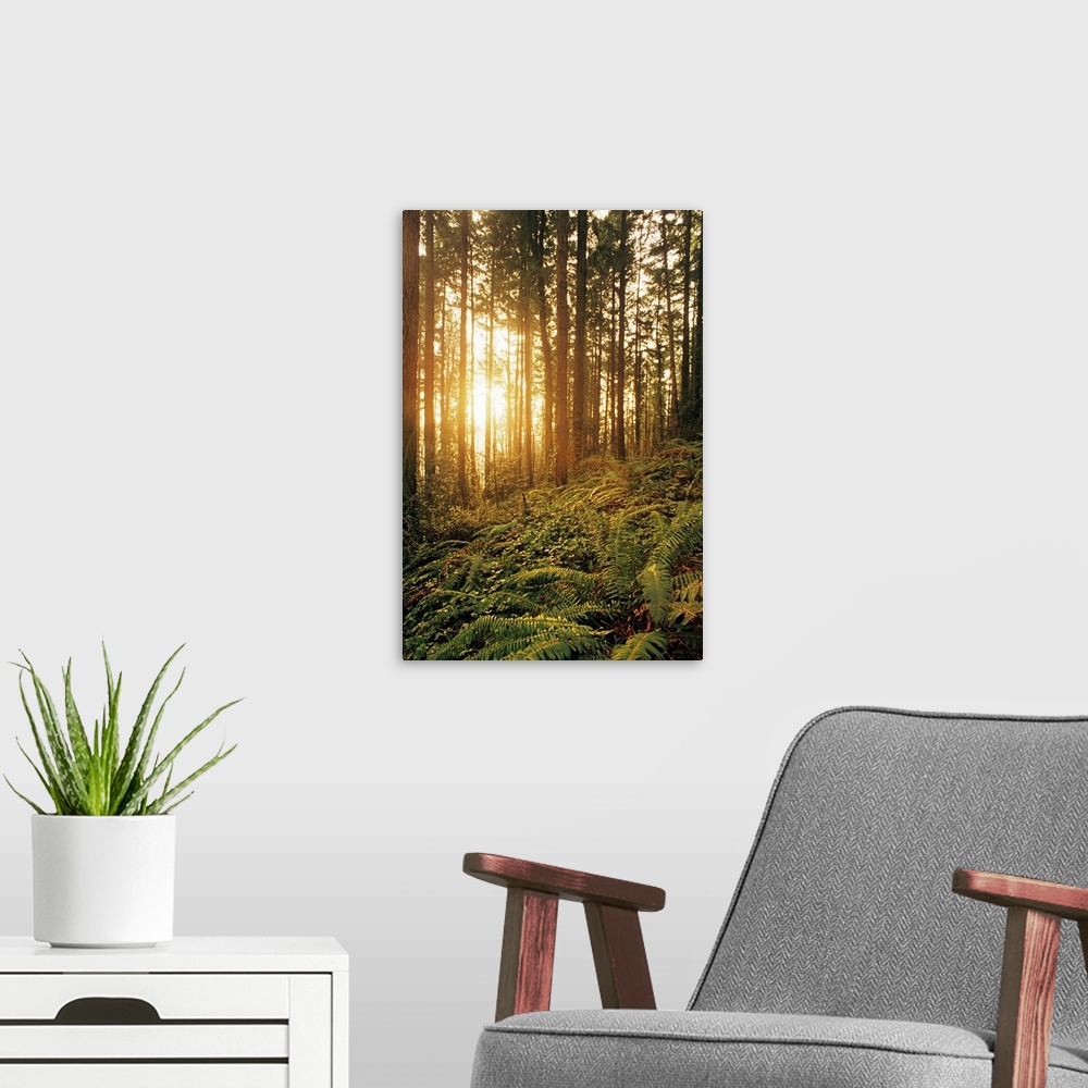 A modern room featuring Oregon, Portland, Wildwood Trail, Sunlight Shining Through Fir Trees, Ferns, And Ivy