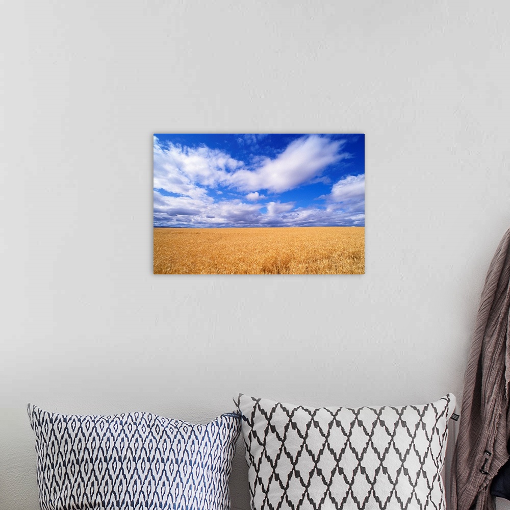 A bohemian room featuring Oregon, View Of Large Wheat Field Against A Blue Sky With Large White Clouds