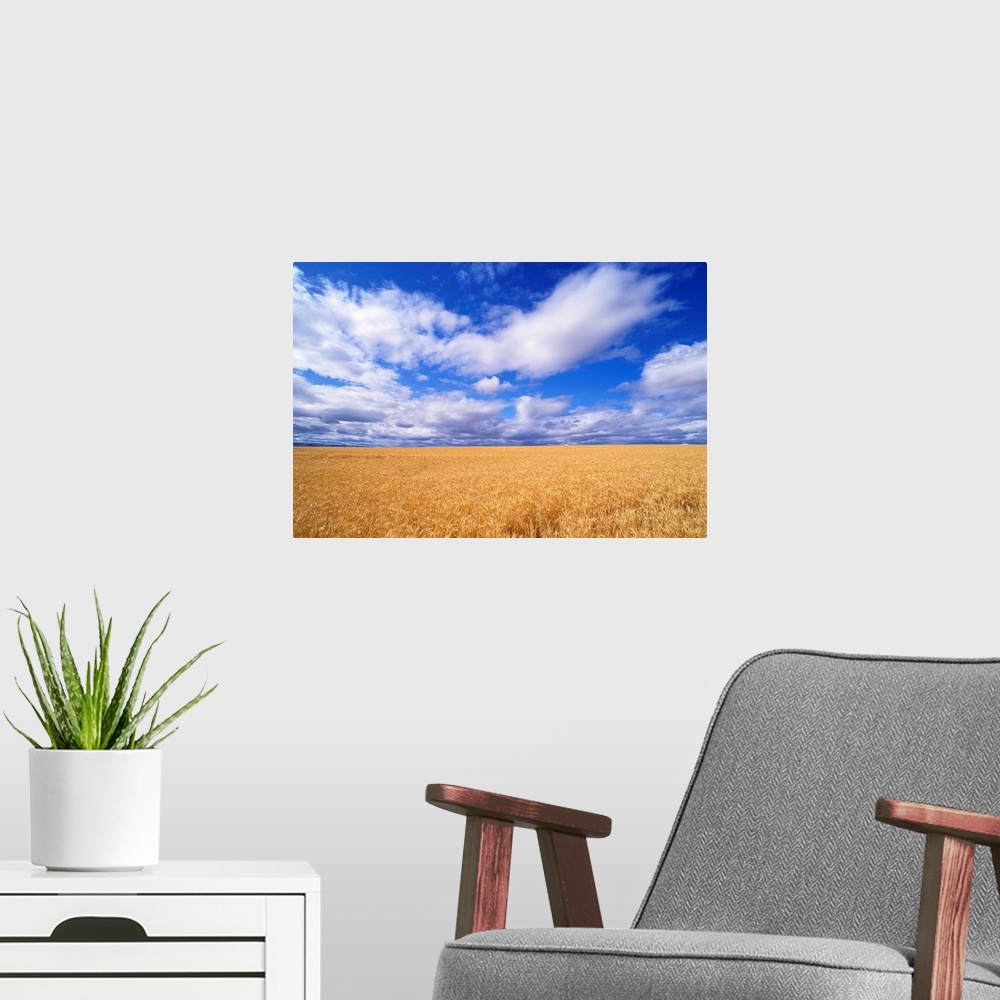 A modern room featuring Oregon, View Of Large Wheat Field Against A Blue Sky With Large White Clouds