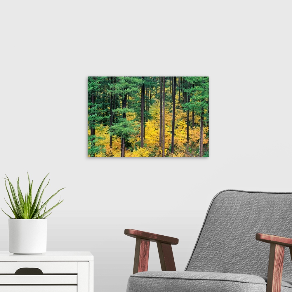 A modern room featuring Oregon, Willamette National Forest, Vine Maple And Douglas Fir Trees In Fall