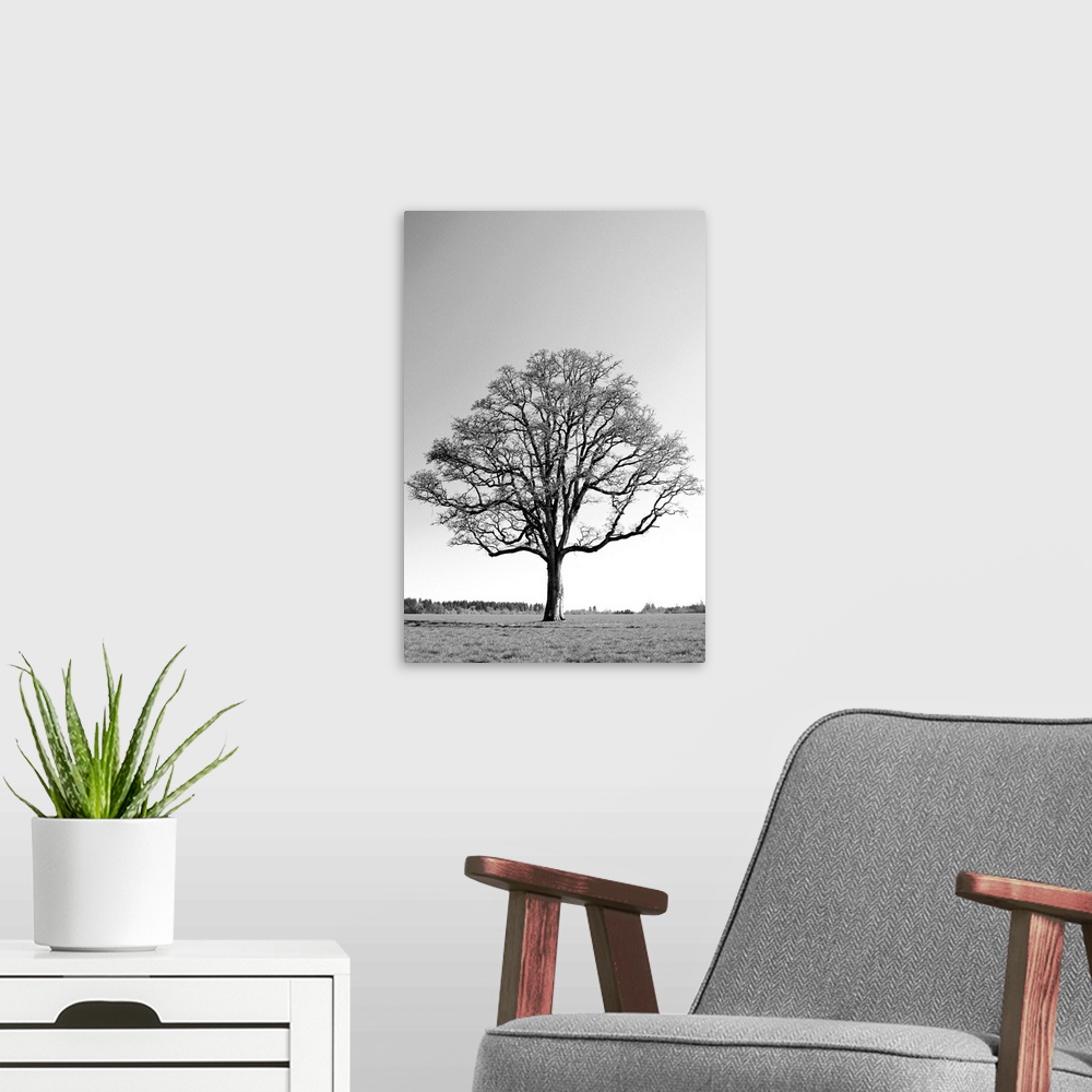 A modern room featuring Oregon, Willamette Valley, Oak tree in early spring season