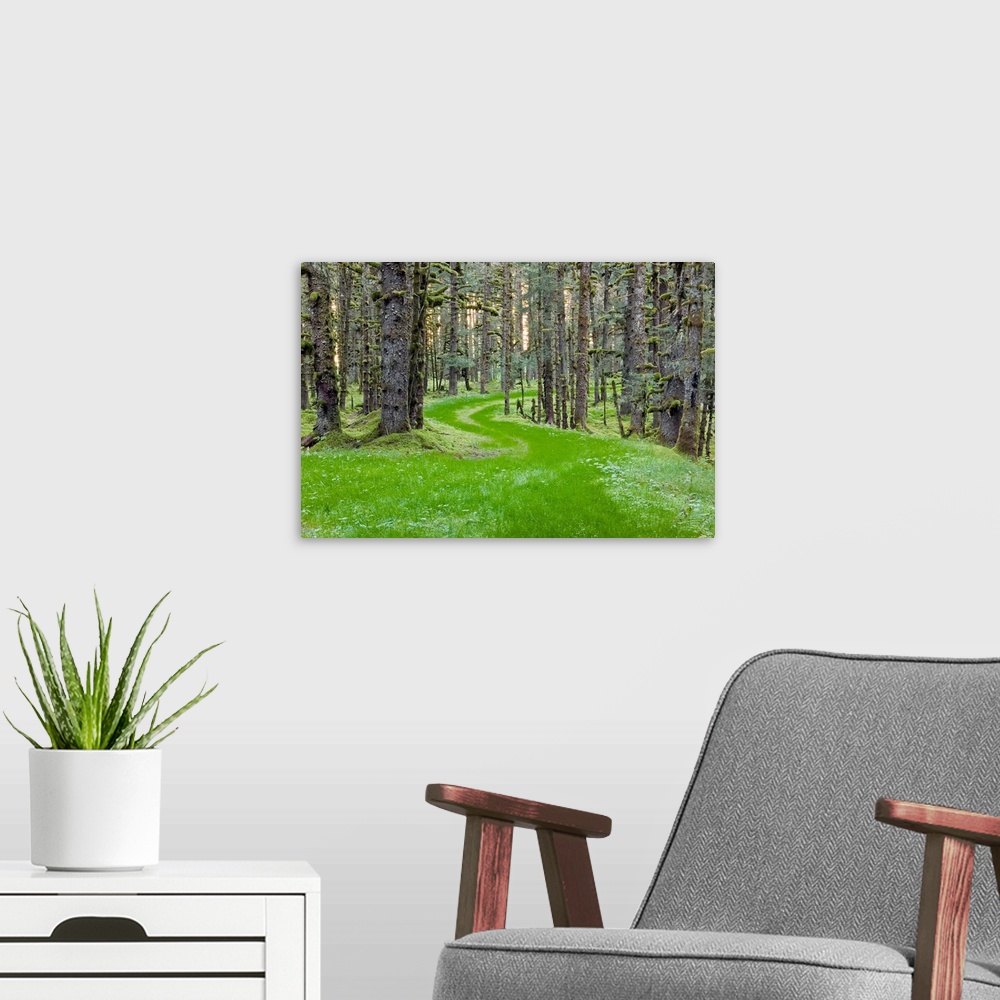 A modern room featuring Landscape photograph of an overgrown winding road through spruce trees and moss, coastal forest i...