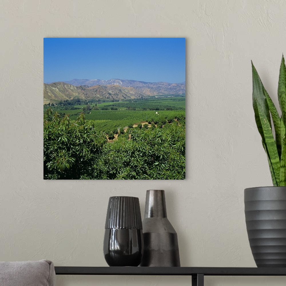 A modern room featuring Overview of avocado groves, Ventura County, California