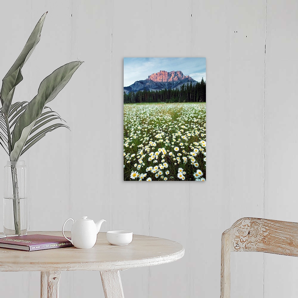 A farmhouse room featuring Ox-Eyed Daisies, Cascade Mountain, Alberta, Canada