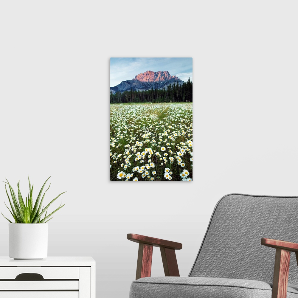 A modern room featuring Ox-Eyed Daisies, Cascade Mountain, Alberta, Canada