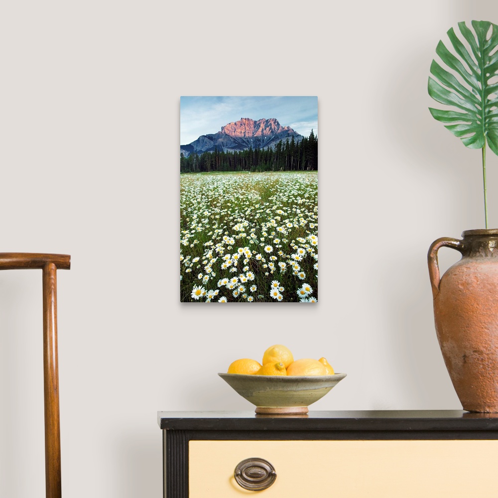 A traditional room featuring Ox-Eyed Daisies, Cascade Mountain, Alberta, Canada