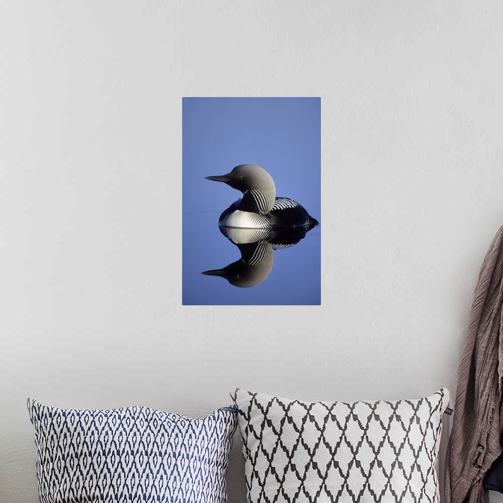 A bohemian room featuring Closeup Of Pacific Loon On Pond Arctic National Wildlife Refuge Arctic Alaska Summer