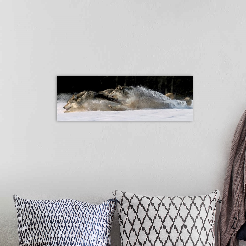 A bohemian room featuring Horizontal photograph on a large canvas of three wolves running through snow, in Alaska.