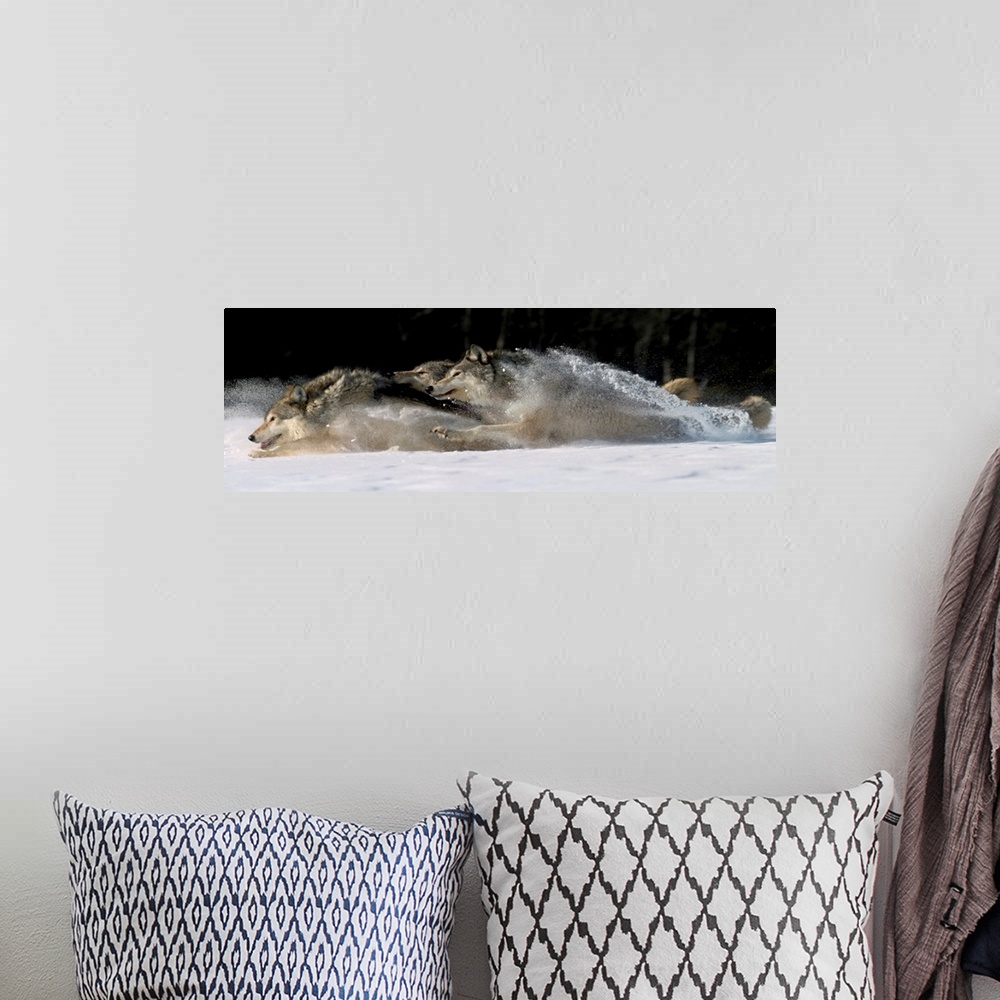 A bohemian room featuring Horizontal photograph on a large canvas of three wolves running through snow, in Alaska.