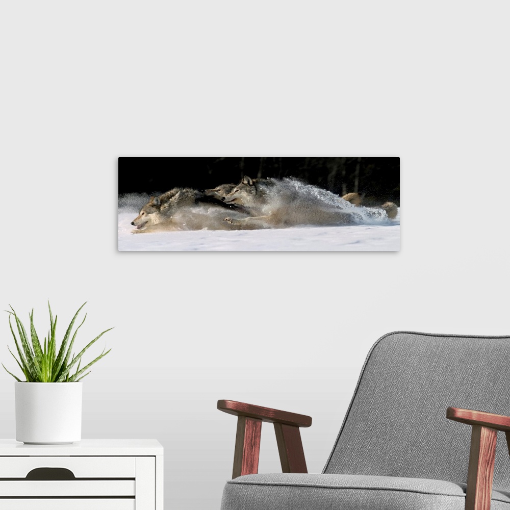 A modern room featuring Horizontal photograph on a large canvas of three wolves running through snow, in Alaska.