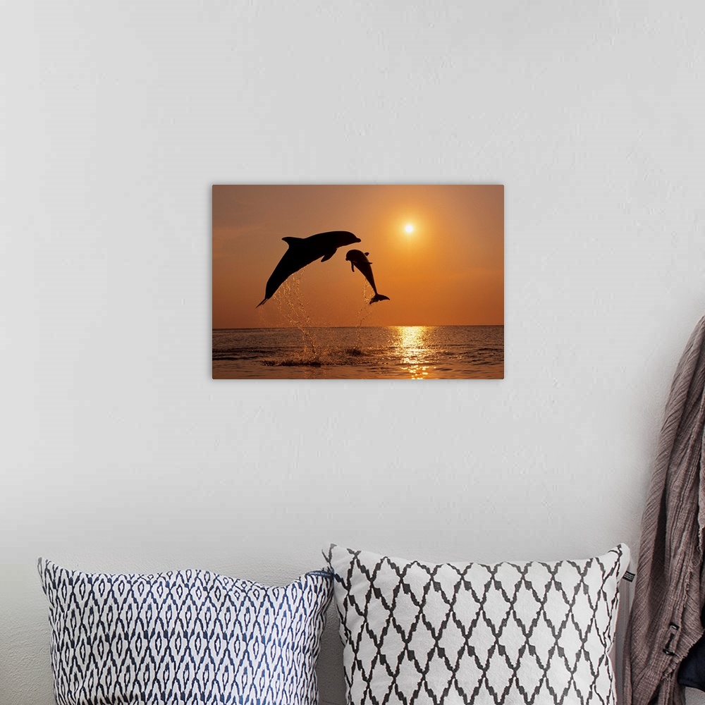 A bohemian room featuring Pair Of Bottle Nose Dolphins Jumping At Sunset, Roatan, Honduras