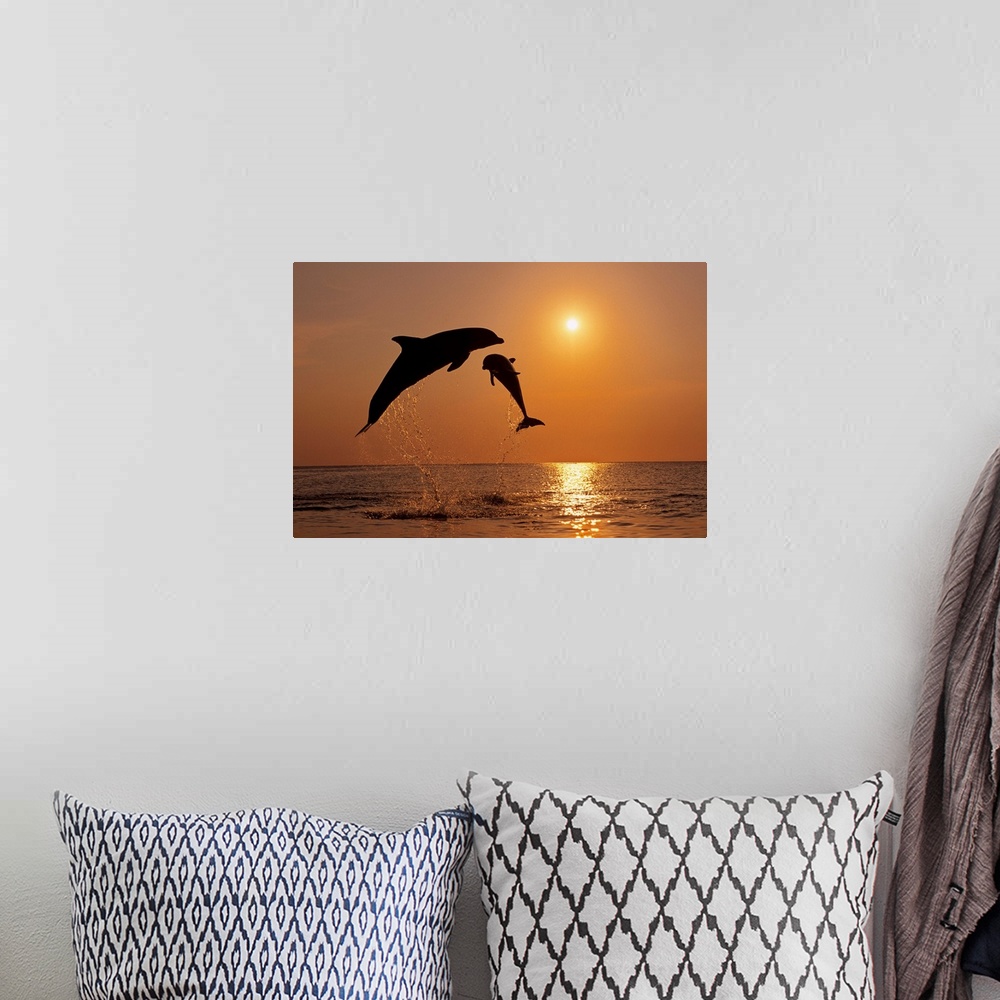 A bohemian room featuring Pair Of Bottle Nose Dolphins Jumping At Sunset, Roatan, Honduras