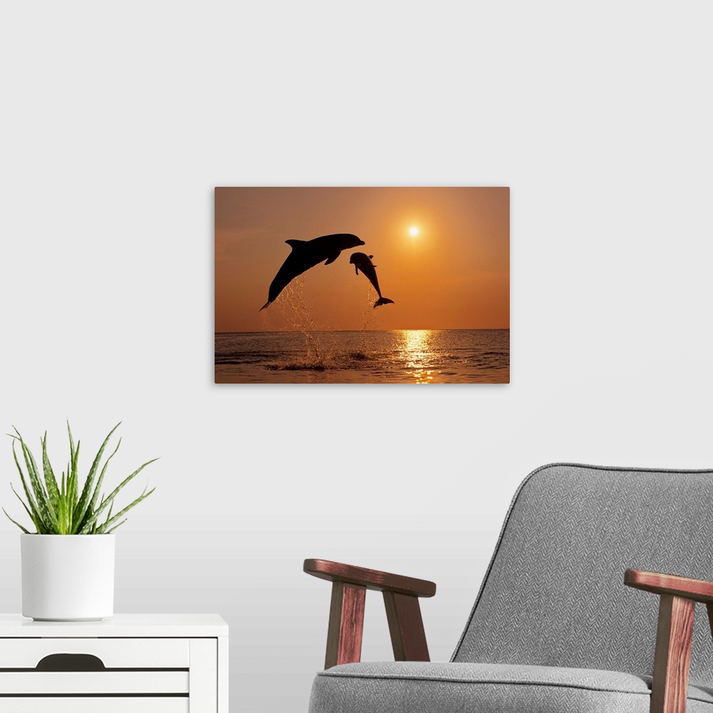 A modern room featuring Pair Of Bottle Nose Dolphins Jumping At Sunset, Roatan, Honduras