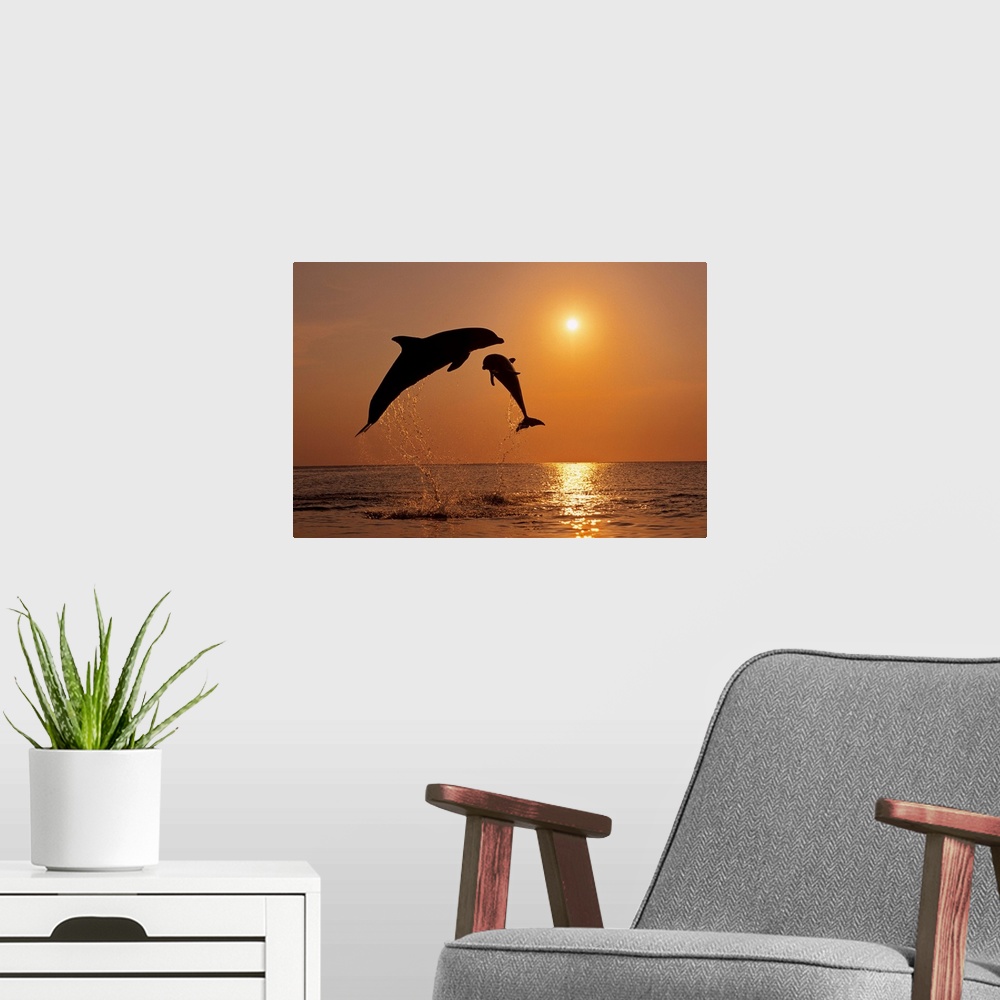 A modern room featuring Pair Of Bottle Nose Dolphins Jumping At Sunset, Roatan, Honduras