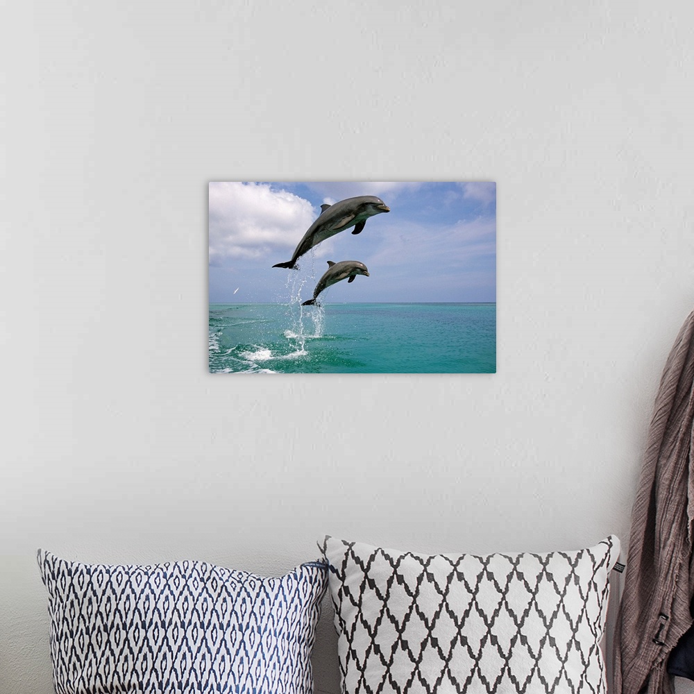 A bohemian room featuring Pair of Bottle Nose Dolphins Jumping Roatan Honduras Summer