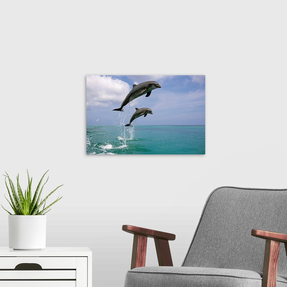 A modern room featuring Pair of Bottle Nose Dolphins Jumping Roatan Honduras Summer