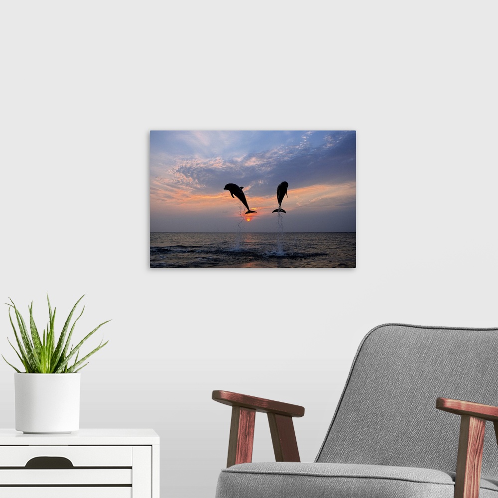 A modern room featuring Two dolphins are shown jumping out of the ocean and are silhouetted by the sunset behind them.