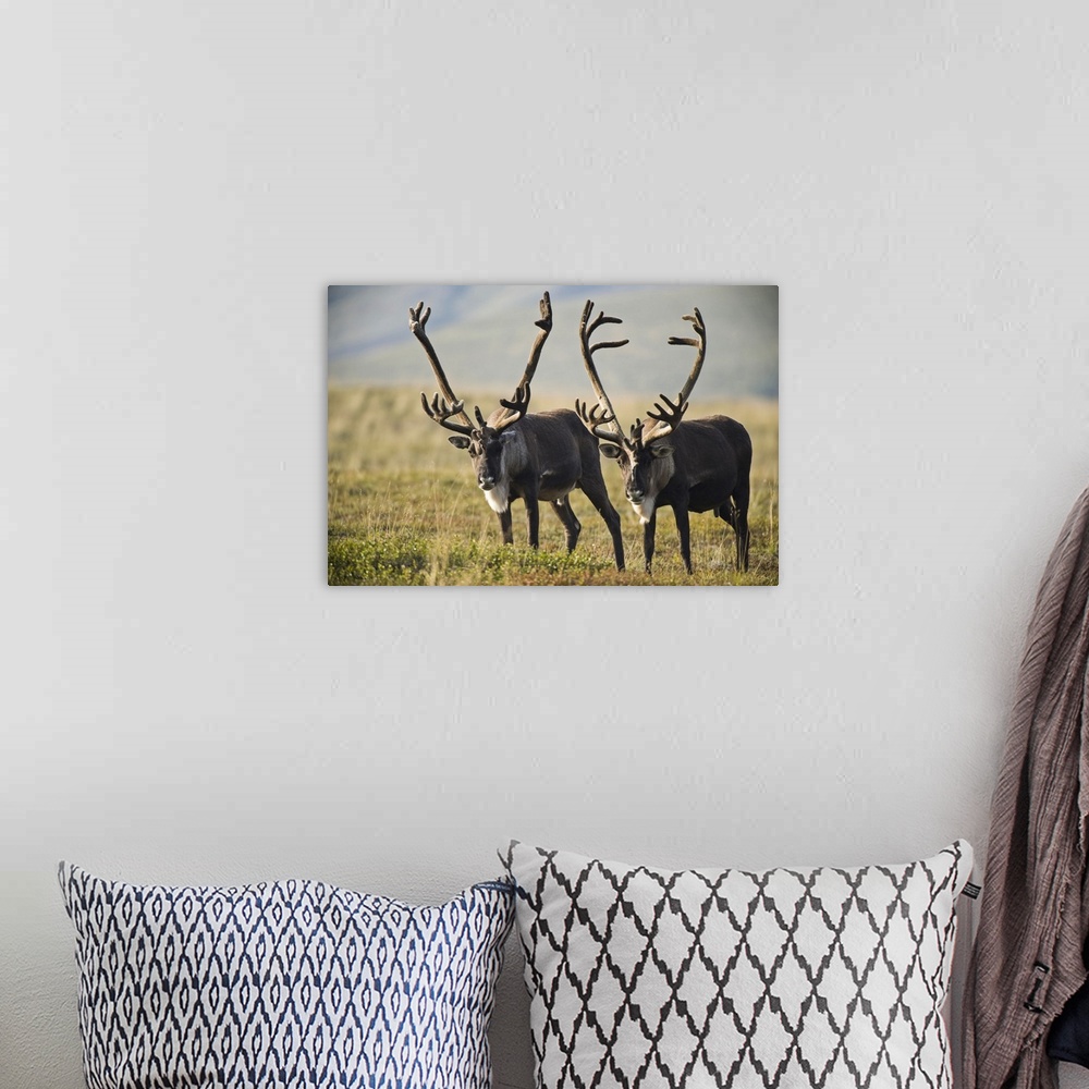 A bohemian room featuring Pair Of Caribou With Large Antlers In Denali National Park And Preserve, Alaska