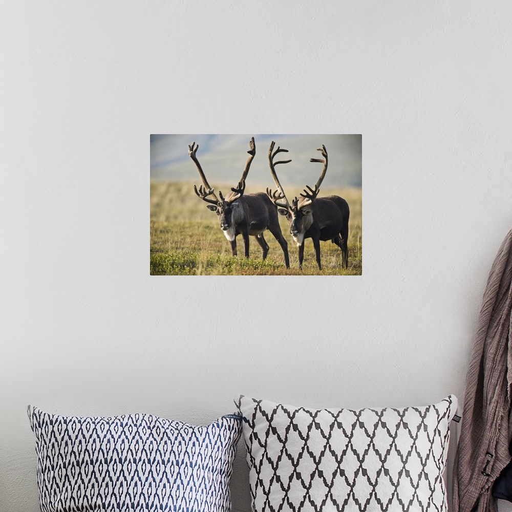 A bohemian room featuring Pair Of Caribou With Large Antlers In Denali National Park And Preserve, Alaska