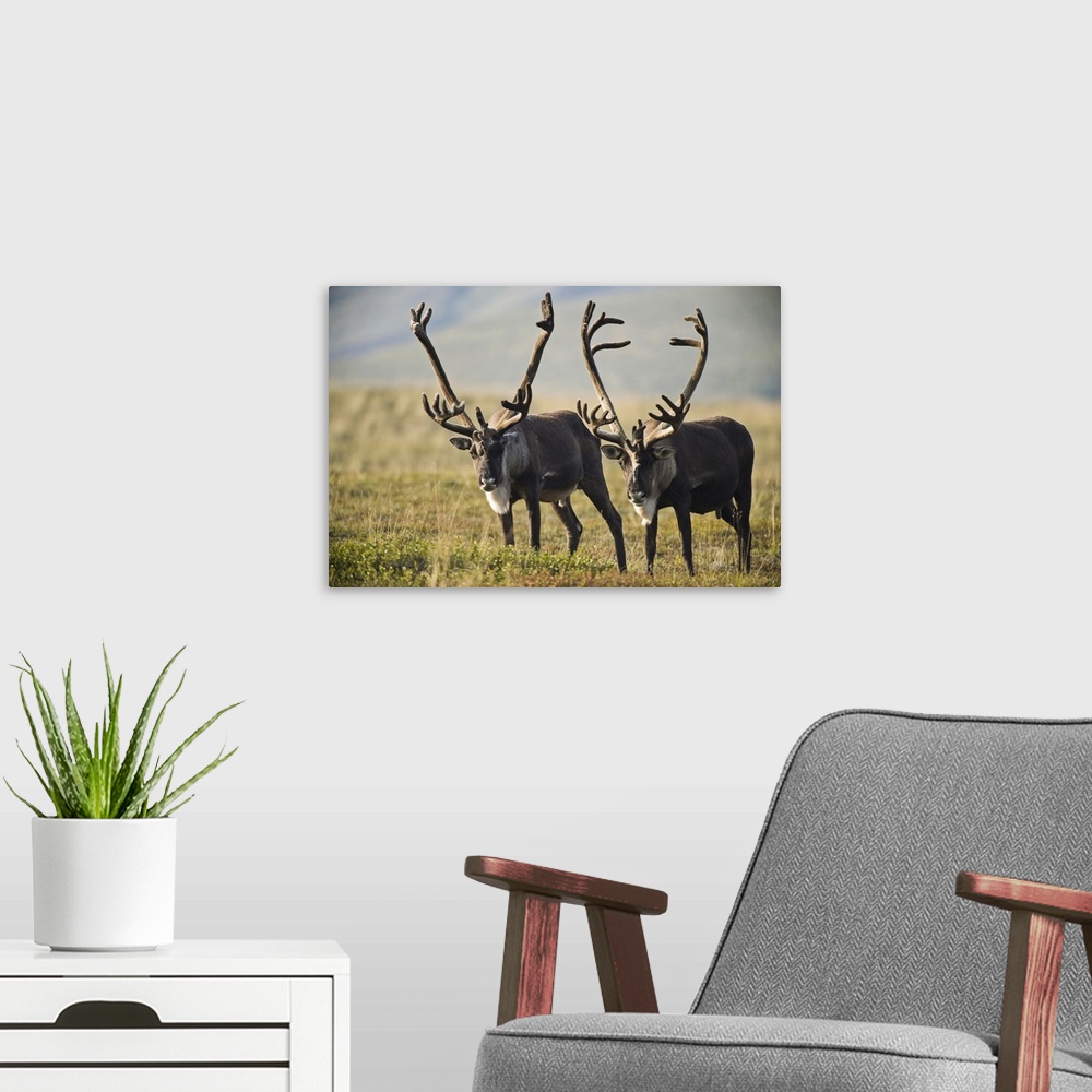 A modern room featuring Pair Of Caribou With Large Antlers In Denali National Park And Preserve, Alaska