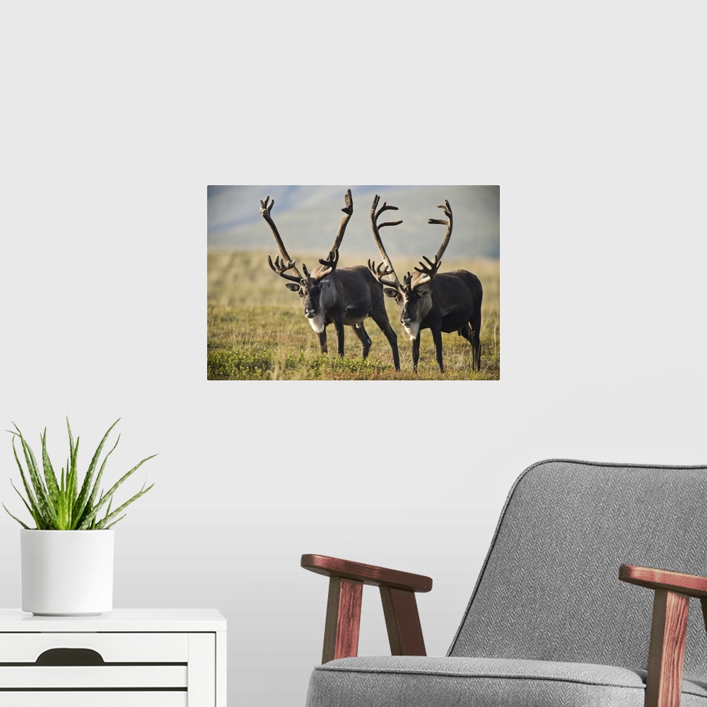 A modern room featuring Pair Of Caribou With Large Antlers In Denali National Park And Preserve, Alaska