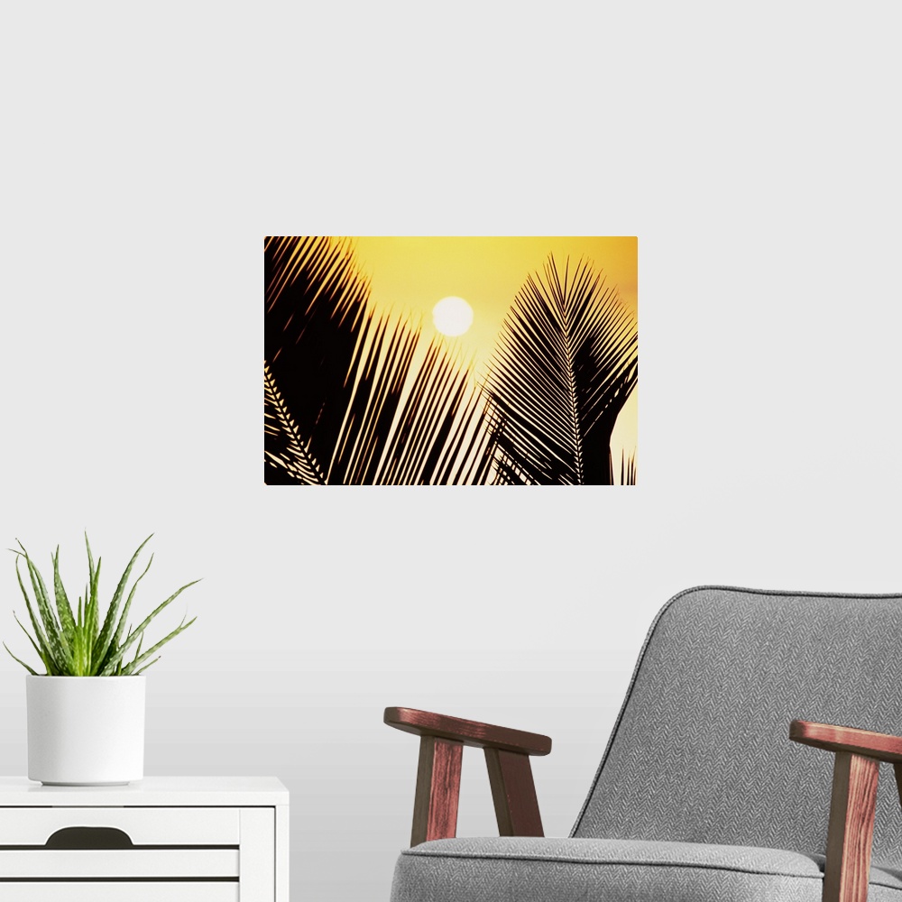 A modern room featuring Pale Yellow Sun Behind Palm Fronds