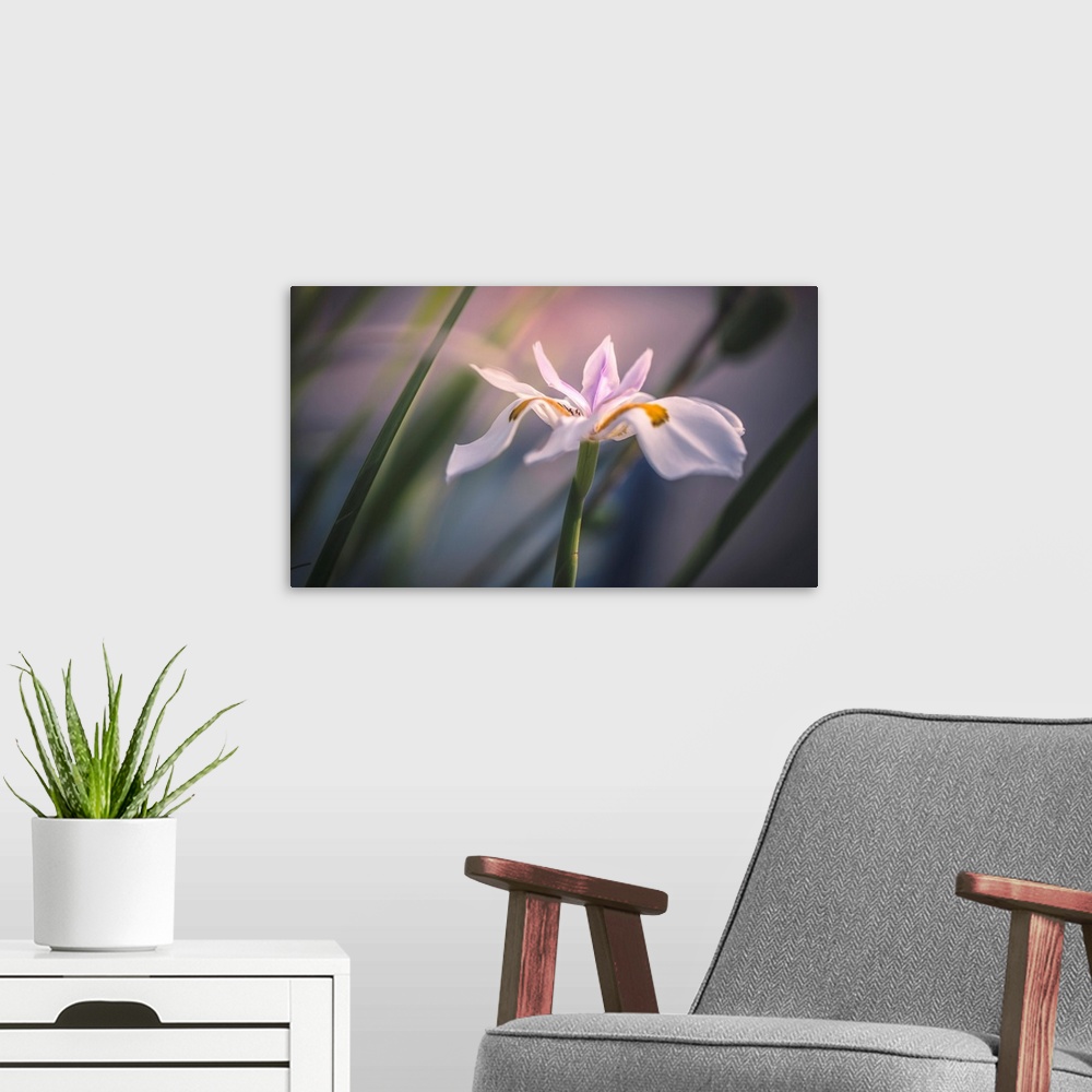 A modern room featuring Palestine Lily. Sharon Valley, Israel.