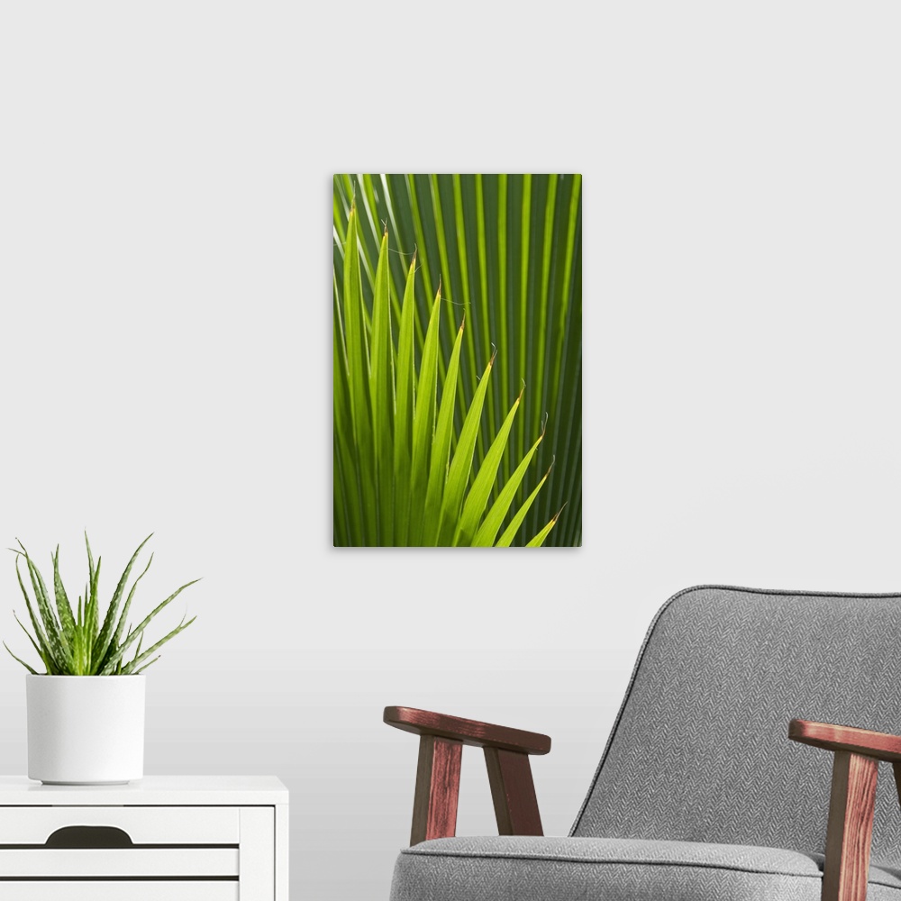 A modern room featuring Detail of palm tree, Grenada