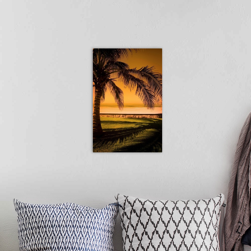 A bohemian room featuring Palm Tree In Mazatlan, Mexico