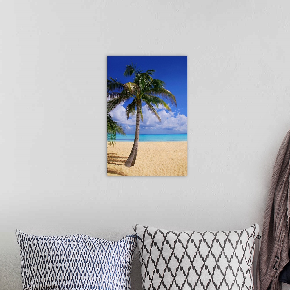 A bohemian room featuring Palm Tree On Tropical Beach
