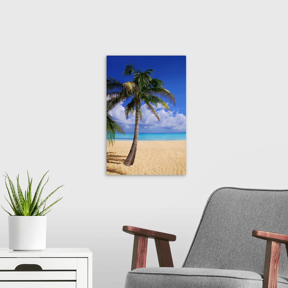 A modern room featuring Palm Tree On Tropical Beach