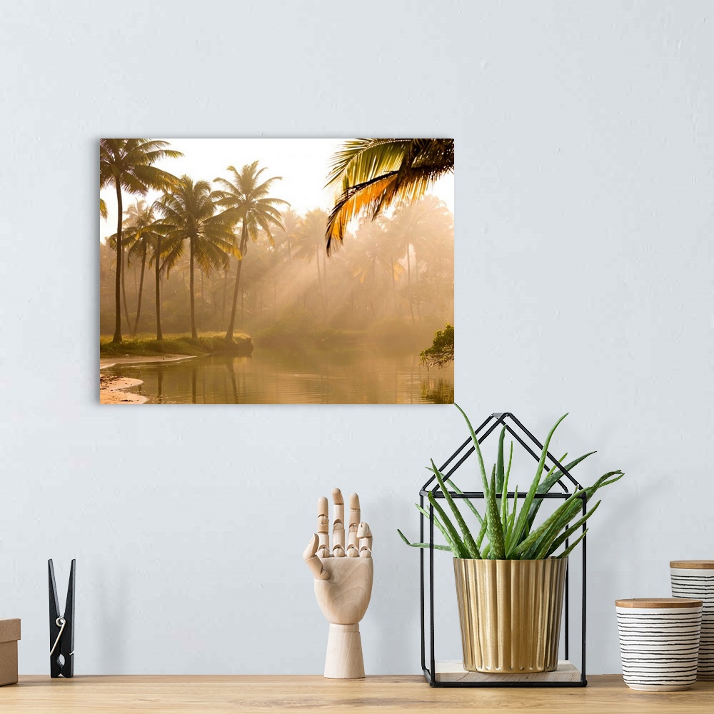 A bohemian room featuring Palm Trees And Sunbeams, Kerala, India