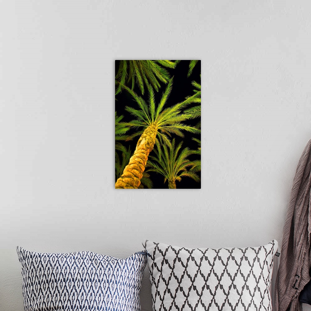 A bohemian room featuring Palm Trees, Arecaceae Genera