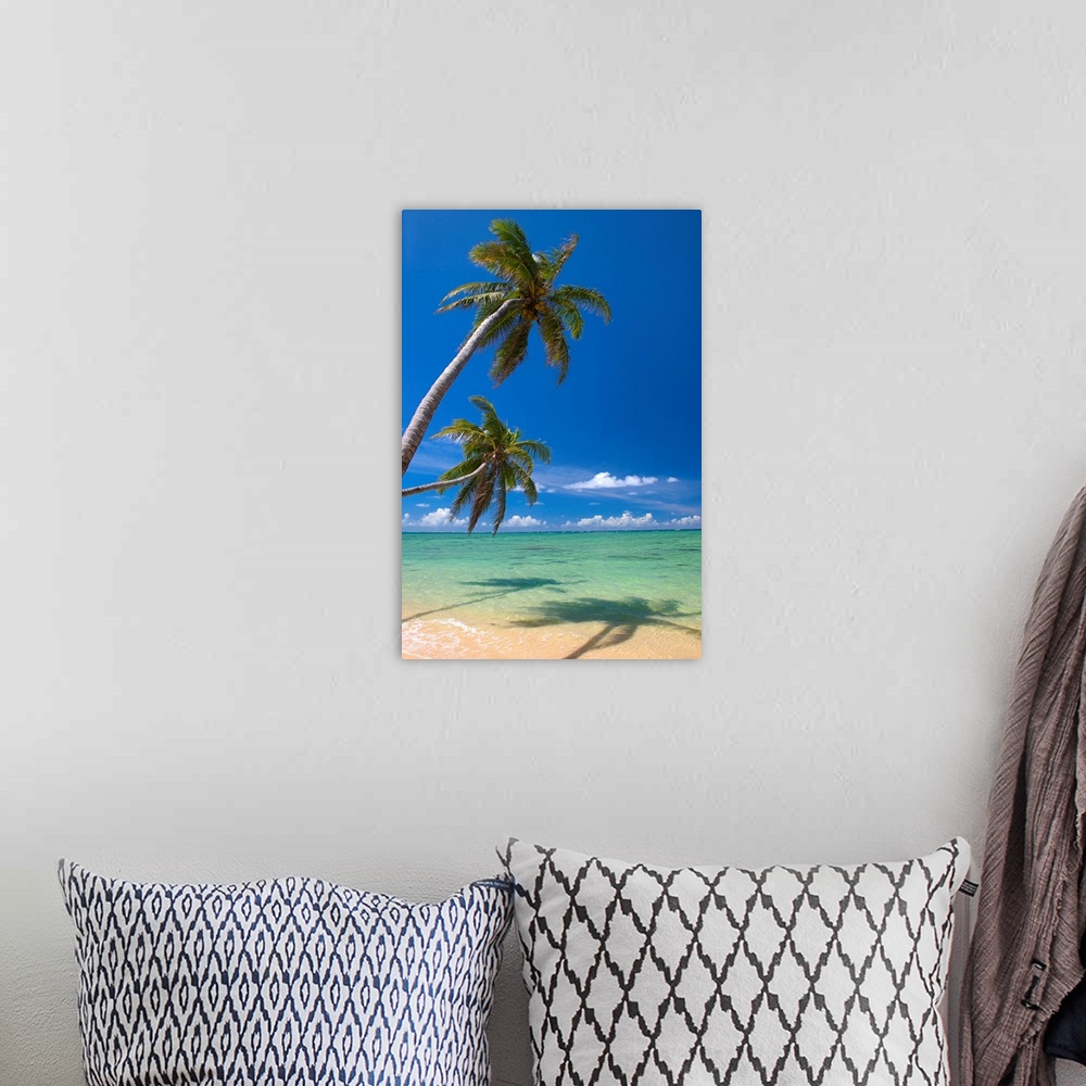 A bohemian room featuring Palm Trees Lean And Cast Shadow On Beach With Turquoise Ocean