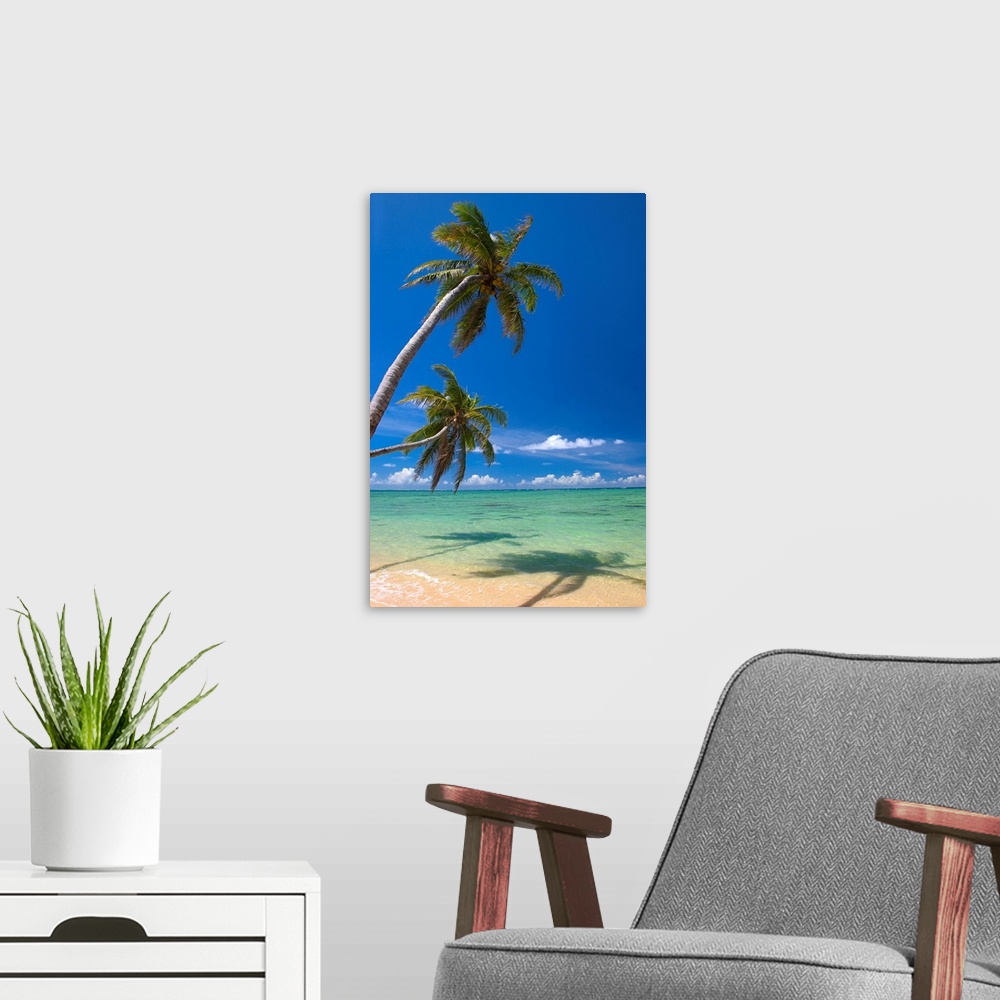 A modern room featuring Palm Trees Lean And Cast Shadow On Beach With Turquoise Ocean