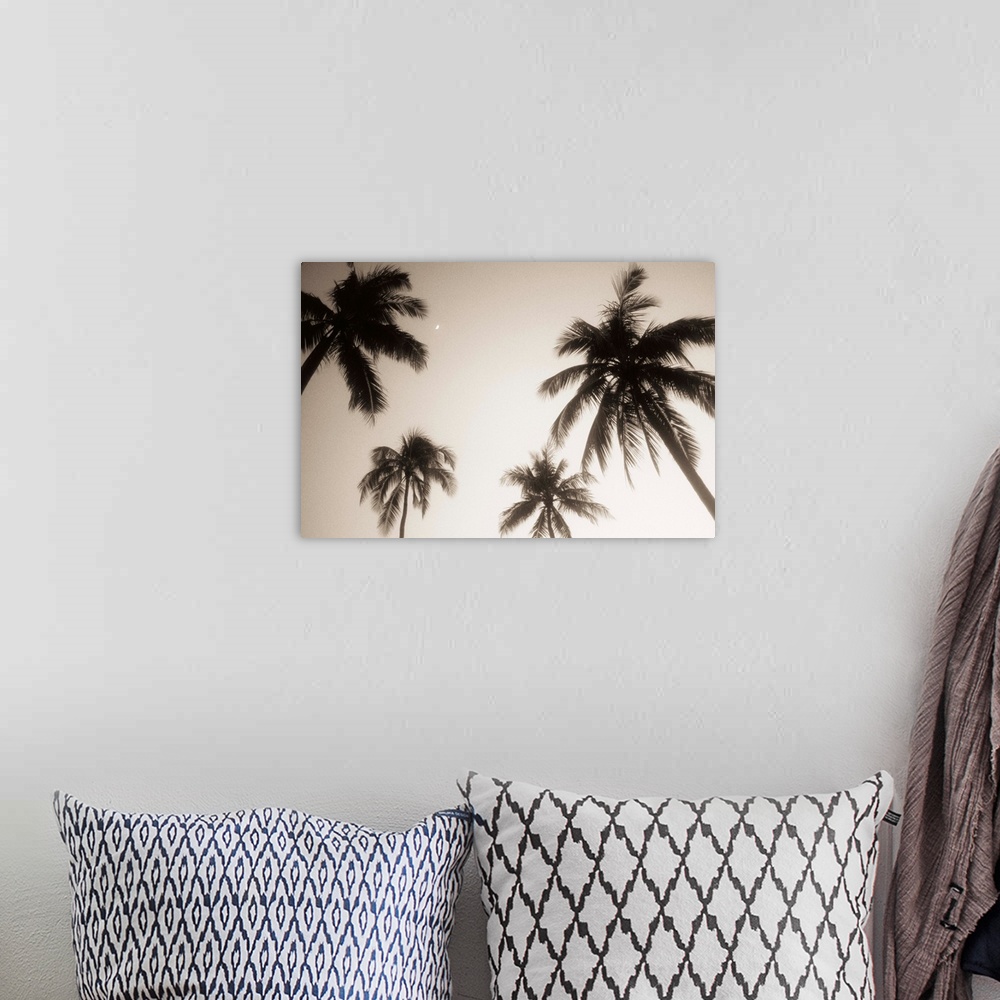 A bohemian room featuring Palm trees silhouetted against evening sky, Small crescent moon