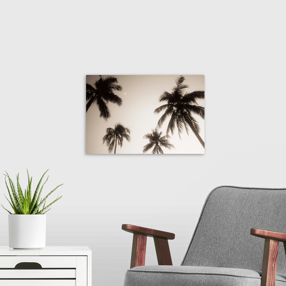 A modern room featuring Palm trees silhouetted against evening sky, Small crescent moon