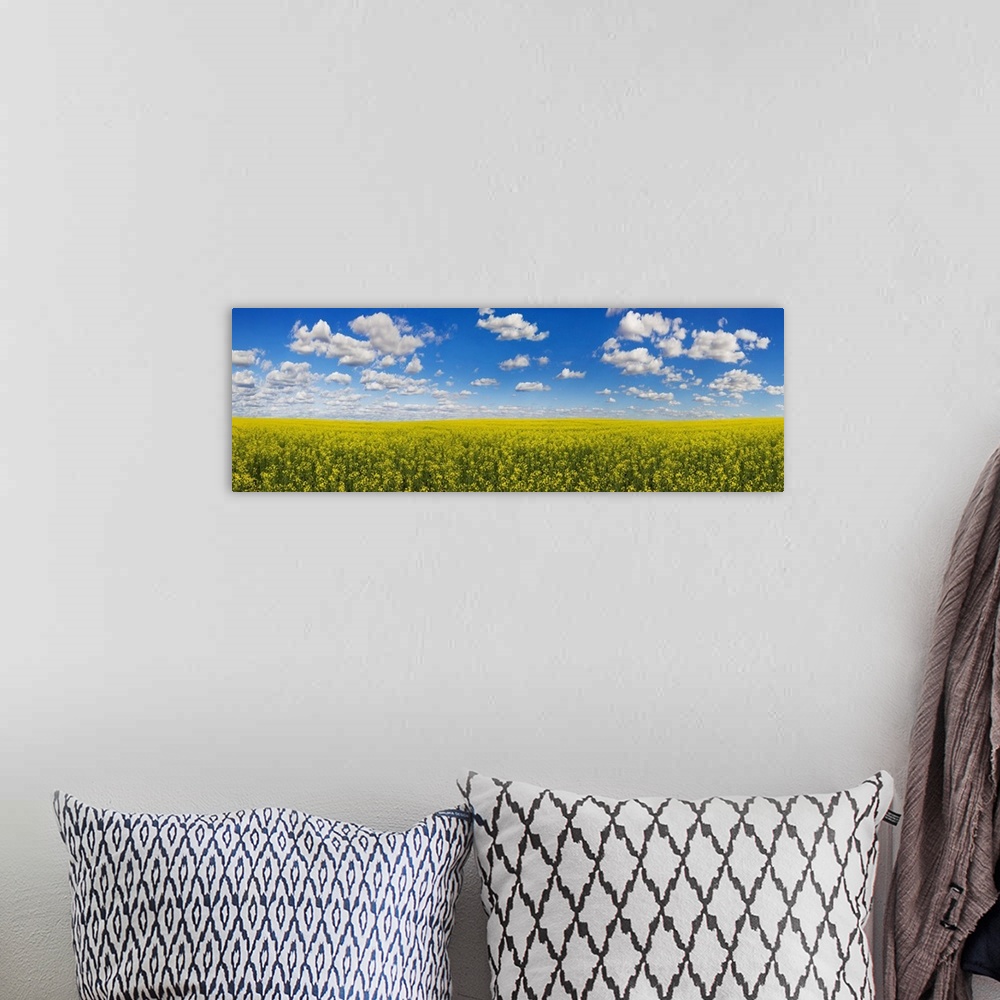 A bohemian room featuring Panorama of a canola field under a blue sky with cloud; Alberta, Canada.
