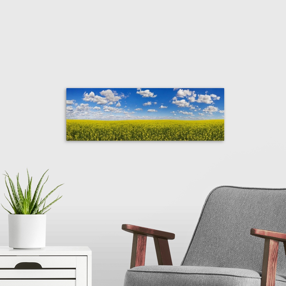 A modern room featuring Panorama of a canola field under a blue sky with cloud; Alberta, Canada.
