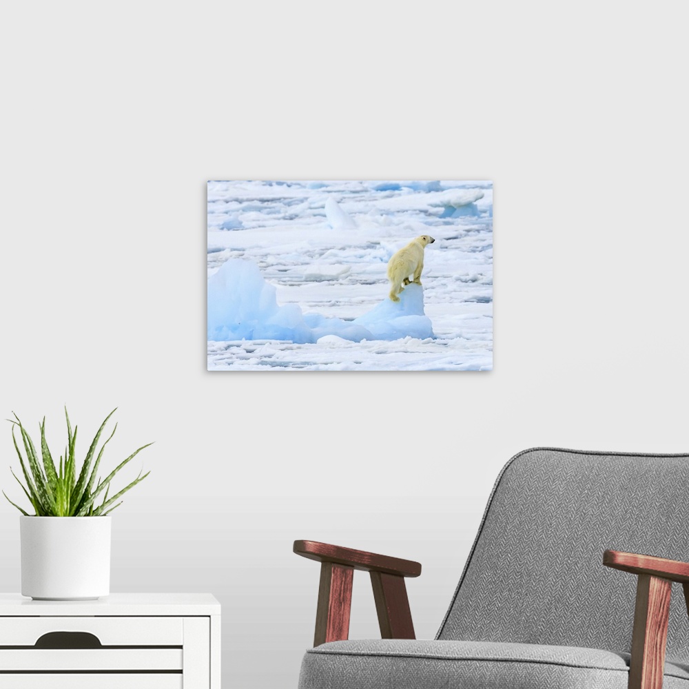 A modern room featuring Panorama of a polar bear (Ursus maritimus) climbs an iceberg for a view Svalbard, Norway
