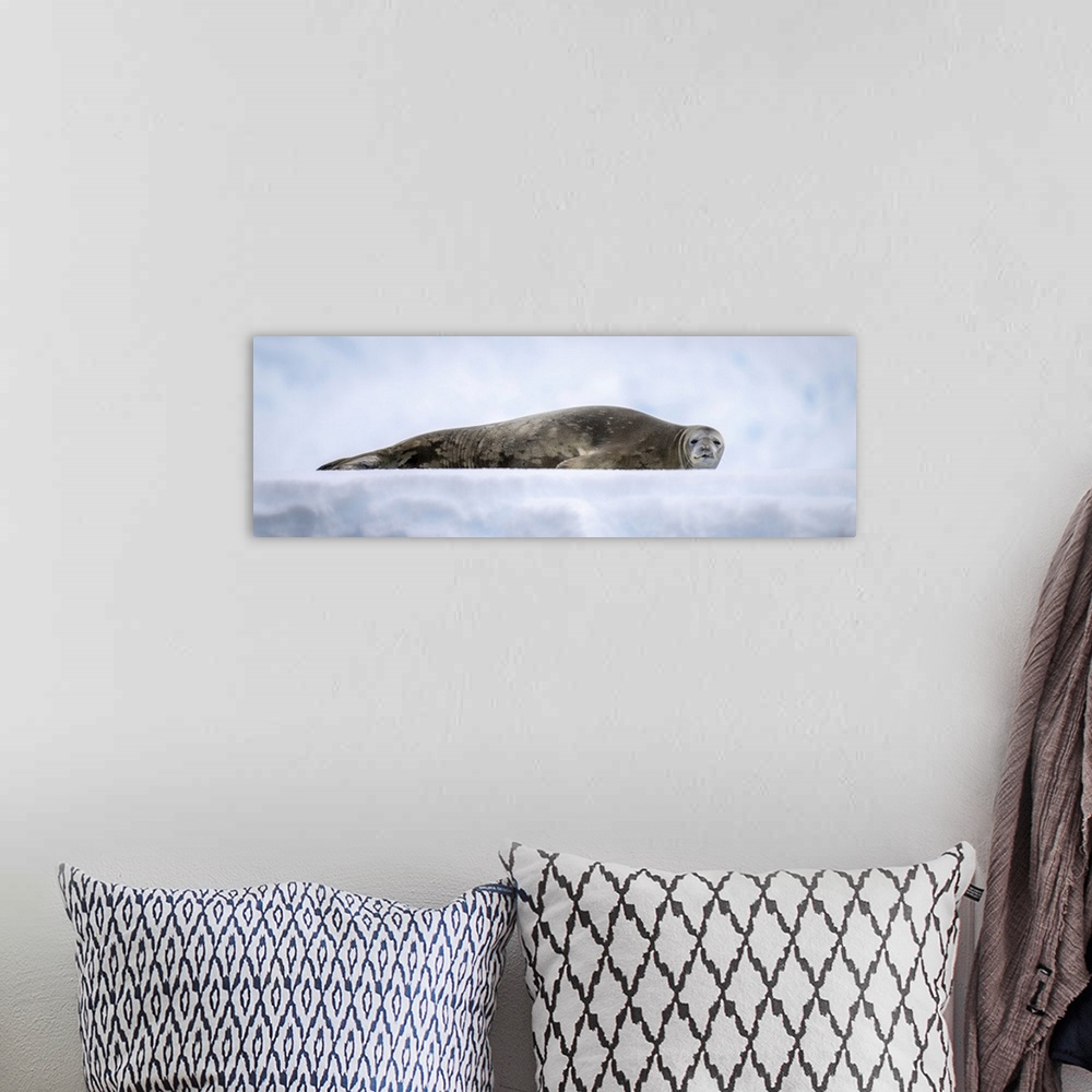 A bohemian room featuring Panorama of Weddell seal (leptonychotes weddellii) lying on ice, antarctica.