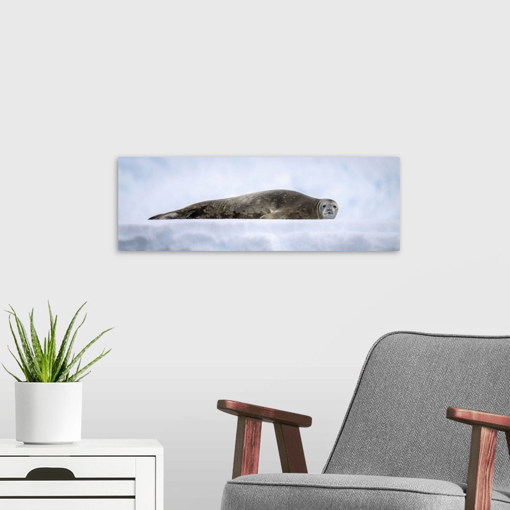 A modern room featuring Panorama of Weddell seal (leptonychotes weddellii) lying on ice, antarctica.