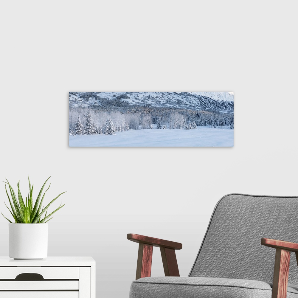 A modern room featuring Panorama view of hoar frost covering birch and spruce trees in fog, Portage, Southcentral Alaska,...
